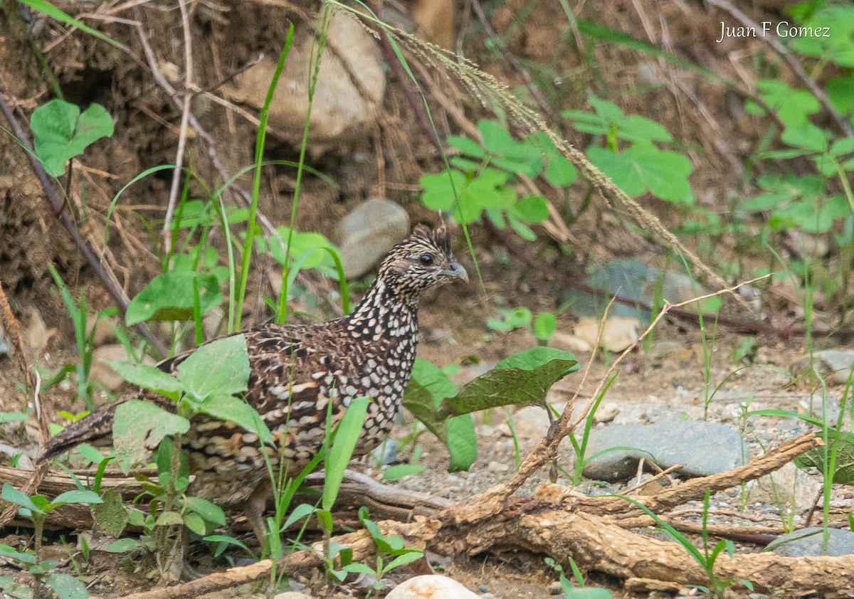 Crested Bobwhite - ML631876240