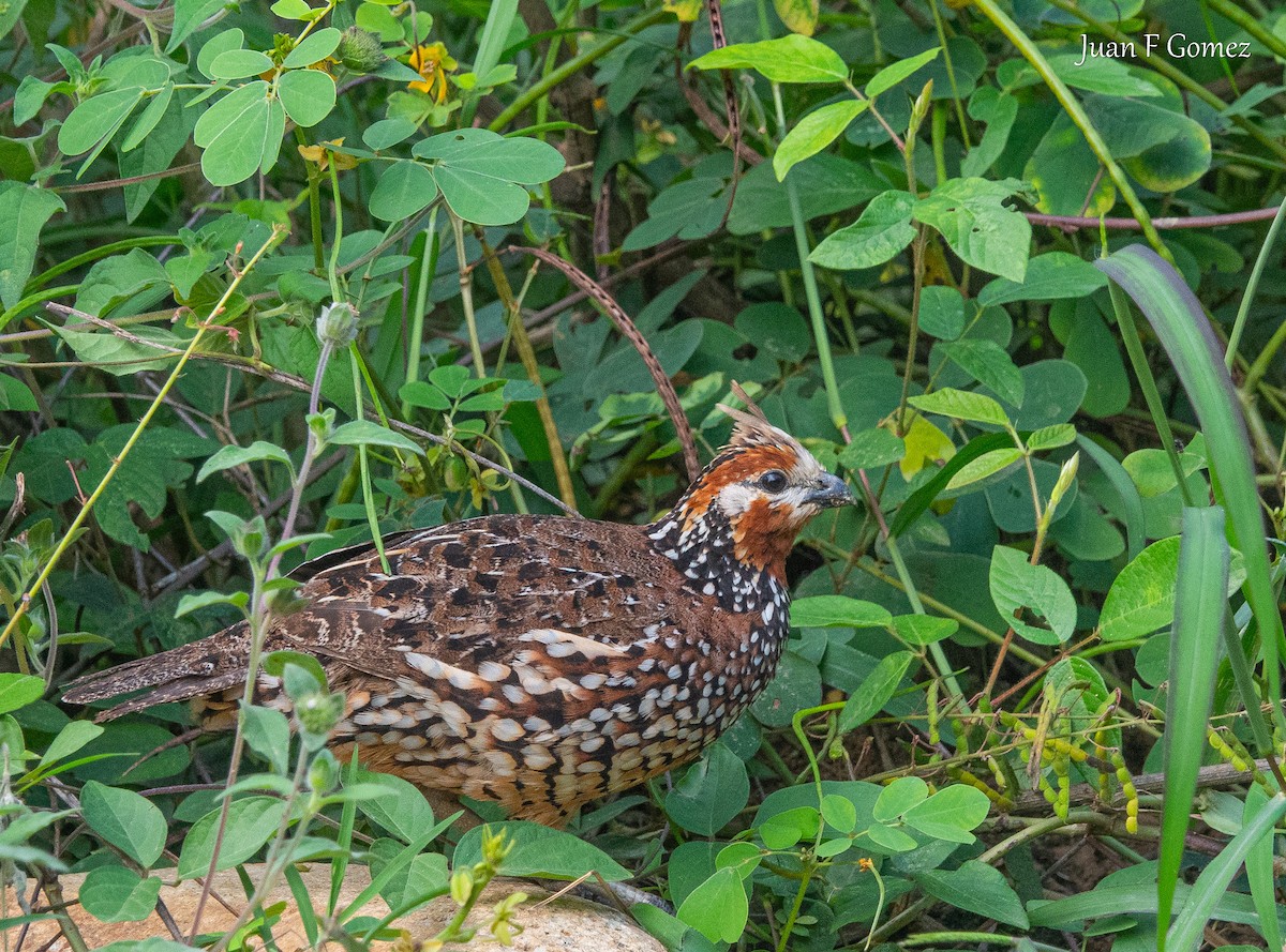 Crested Bobwhite - ML631876242