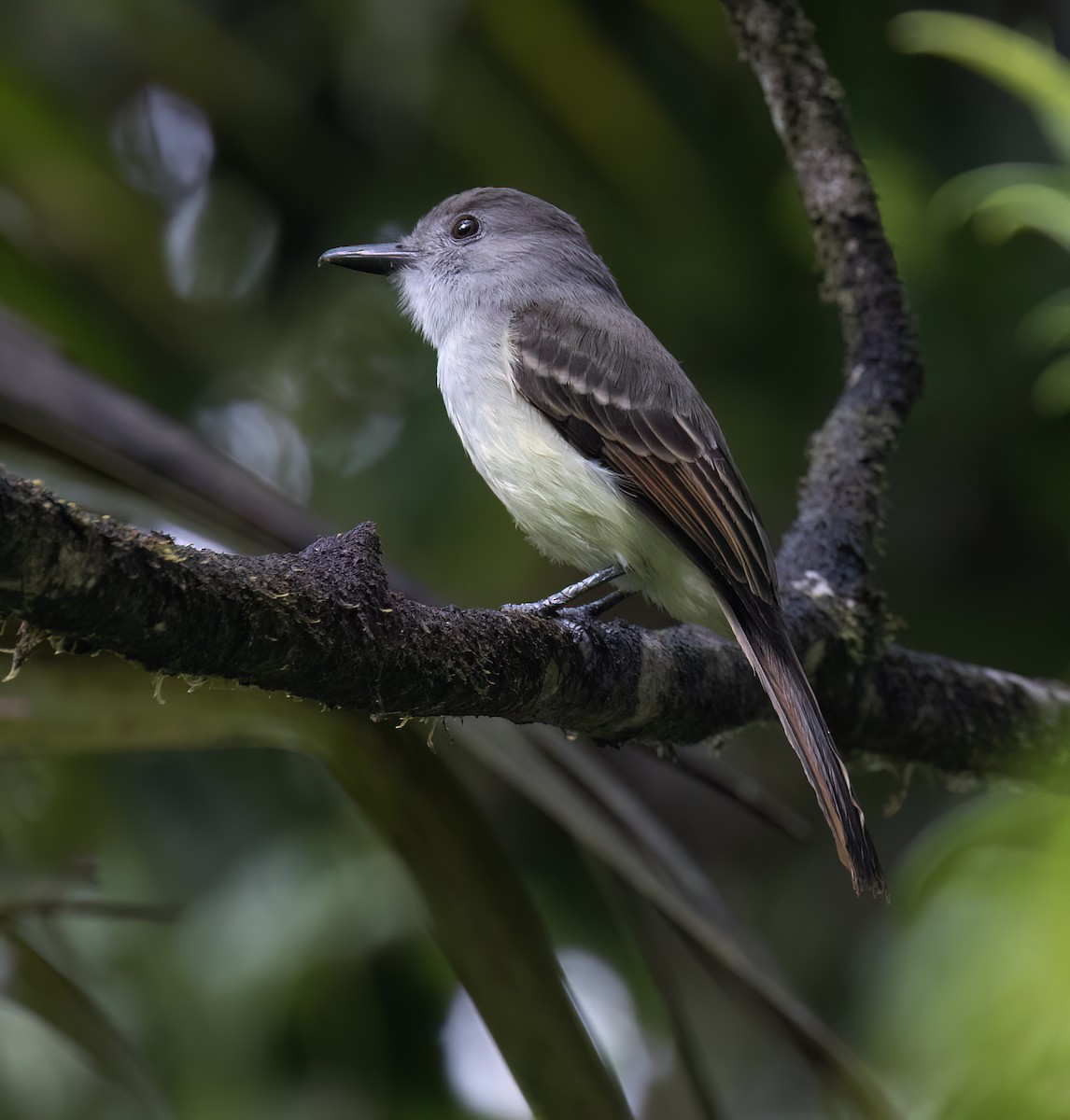 Lesser Antillean Flycatcher - ML631876300