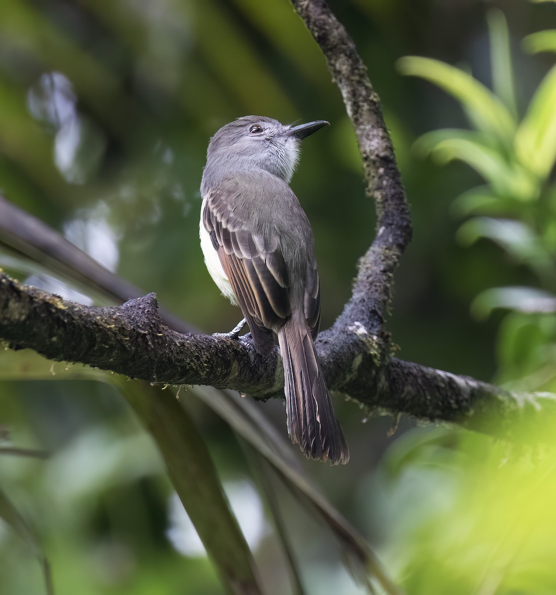 Lesser Antillean Flycatcher - ML631876304