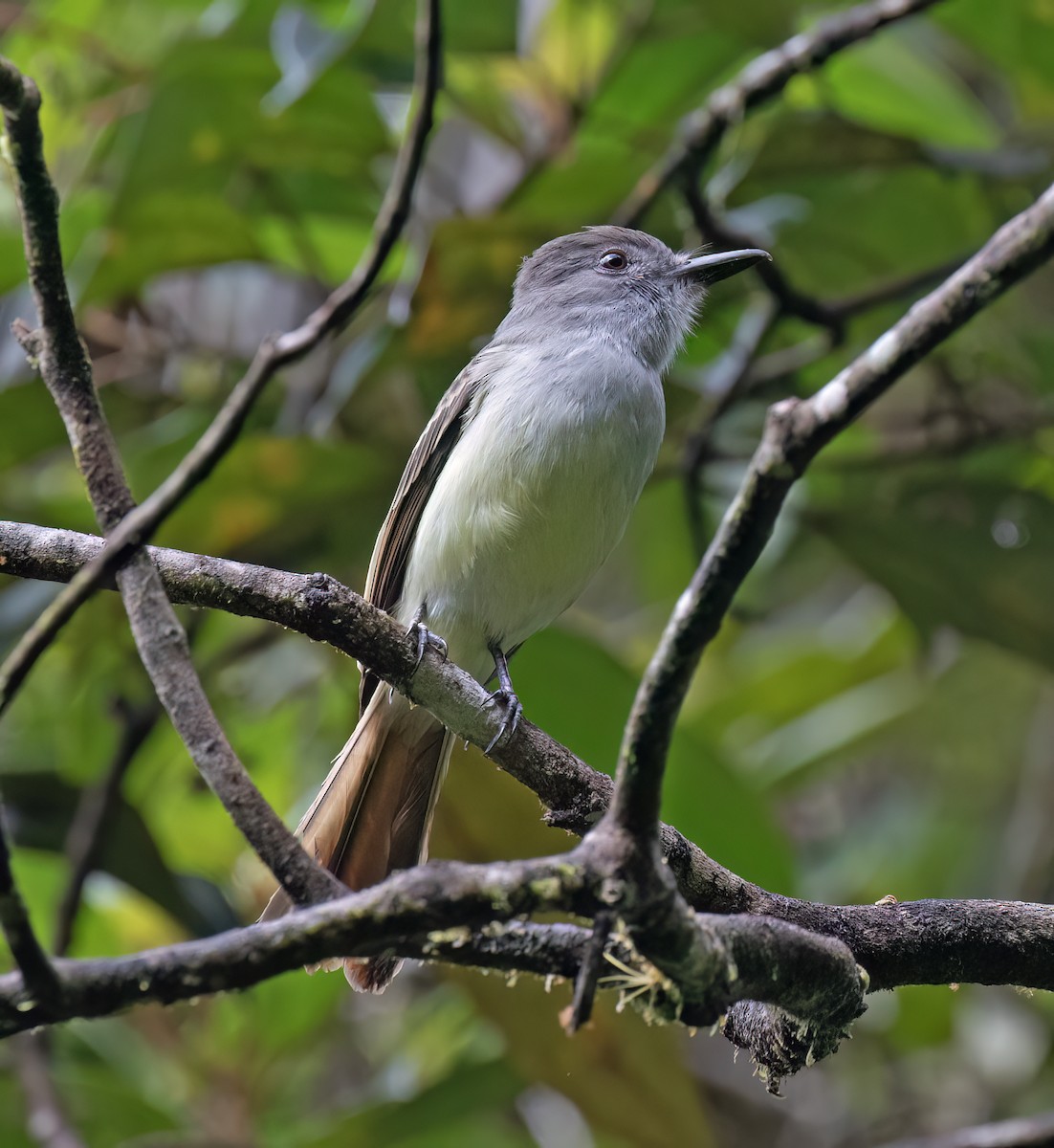 Lesser Antillean Flycatcher - ML631876305