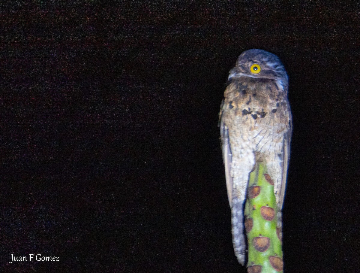 Common Potoo - ML631876312