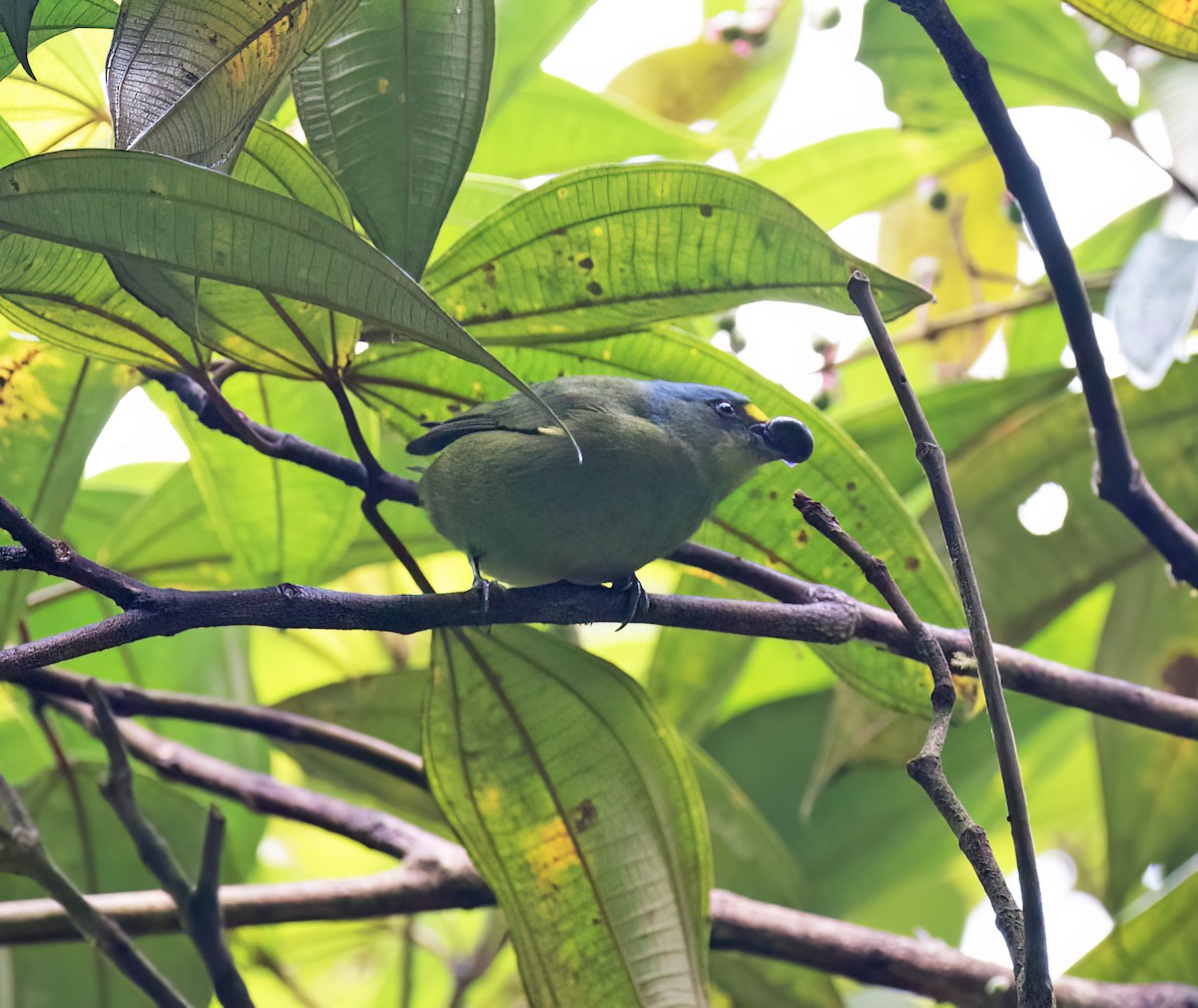 Lesser Antillean Euphonia - ML631876360