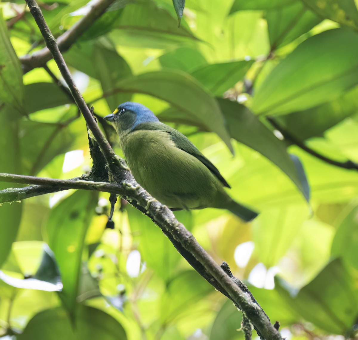 Lesser Antillean Euphonia - ML631876362