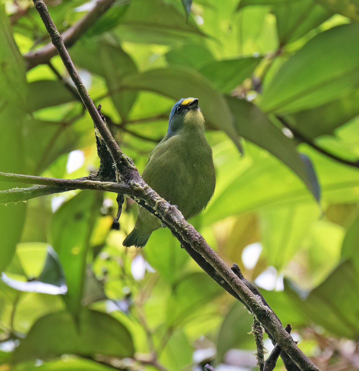 Lesser Antillean Euphonia - ML631876363