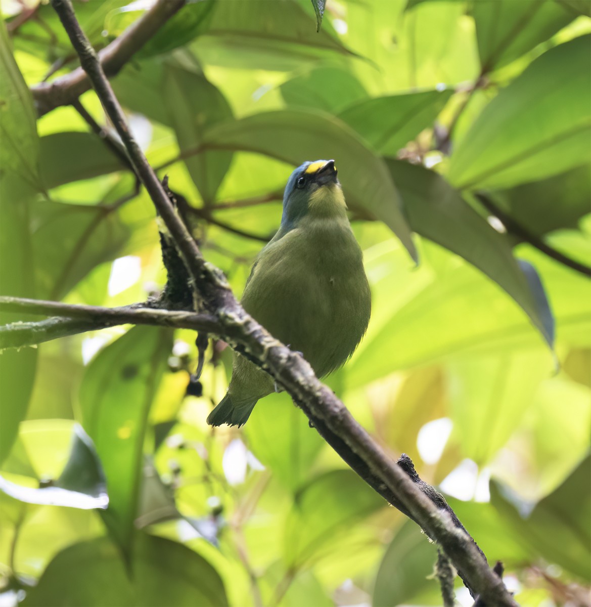 Lesser Antillean Euphonia - ML631876364