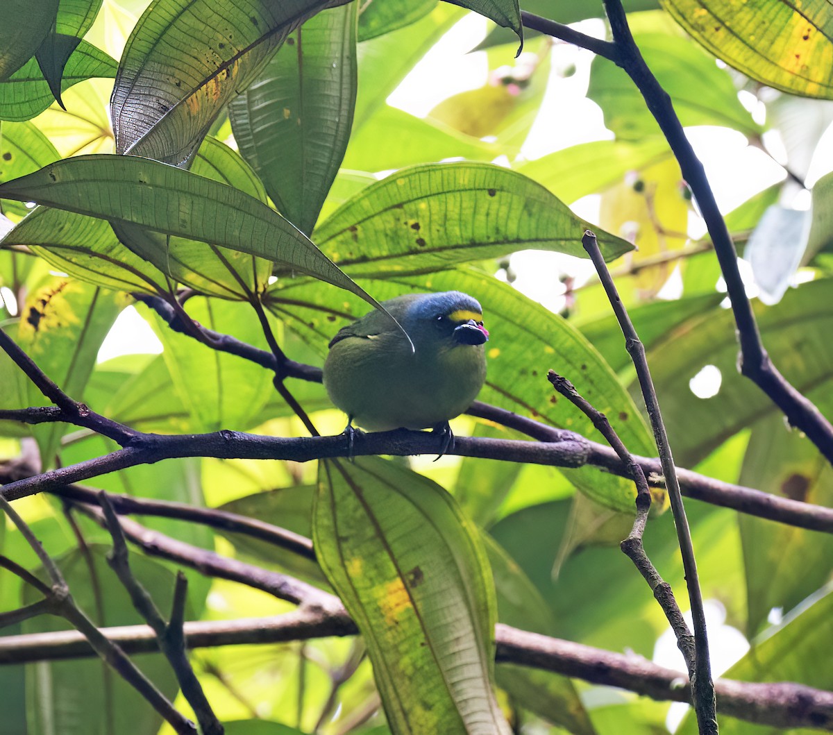 Lesser Antillean Euphonia - ML631876365