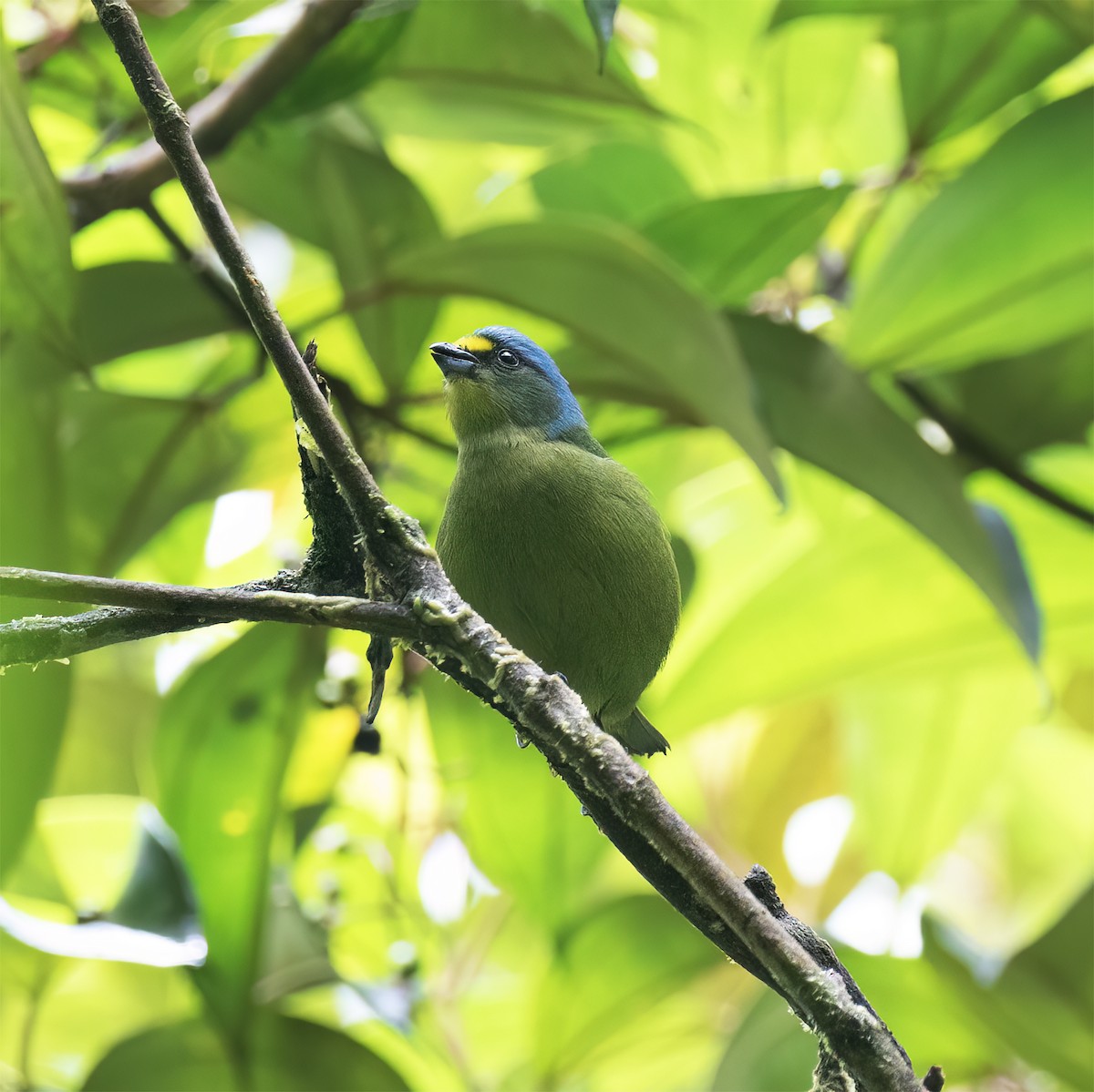 Lesser Antillean Euphonia - ML631876366