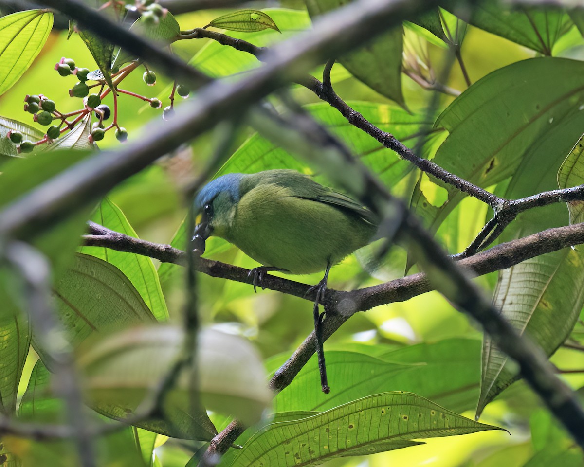 Lesser Antillean Euphonia - ML631876367