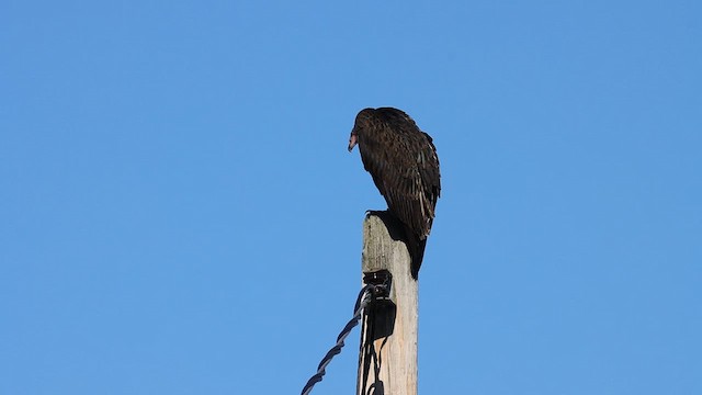 Turkey Vulture - ML631876444