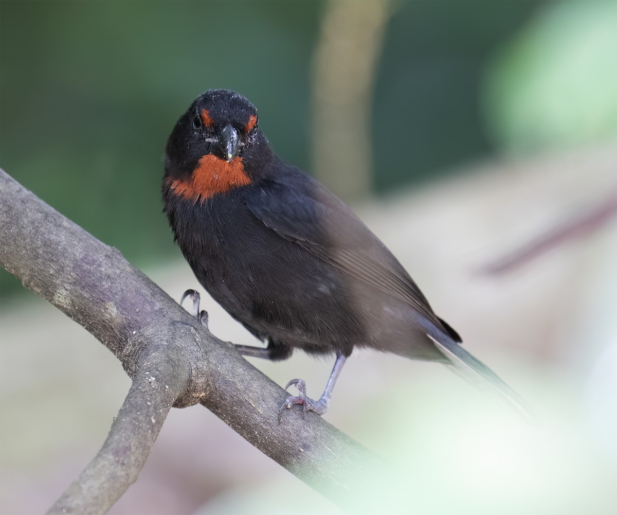 Lesser Antillean Bullfinch - ML631876493
