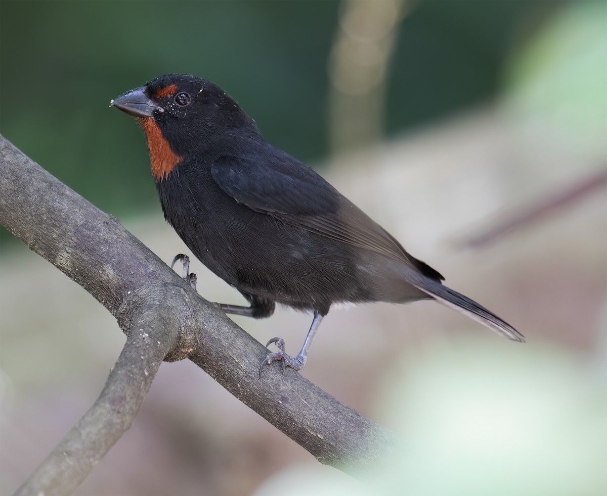 Lesser Antillean Bullfinch - ML631876494