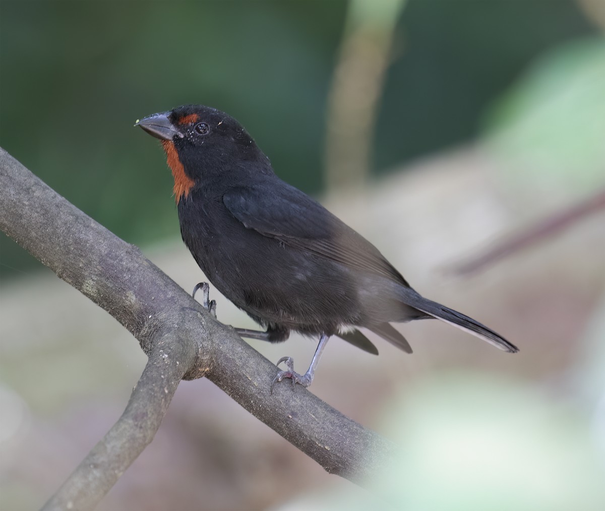 Lesser Antillean Bullfinch - ML631876495