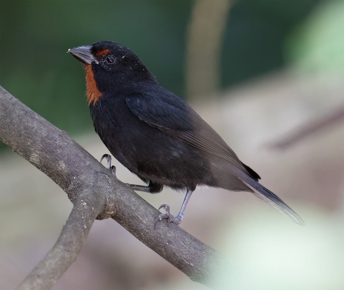 Lesser Antillean Bullfinch - ML631876496