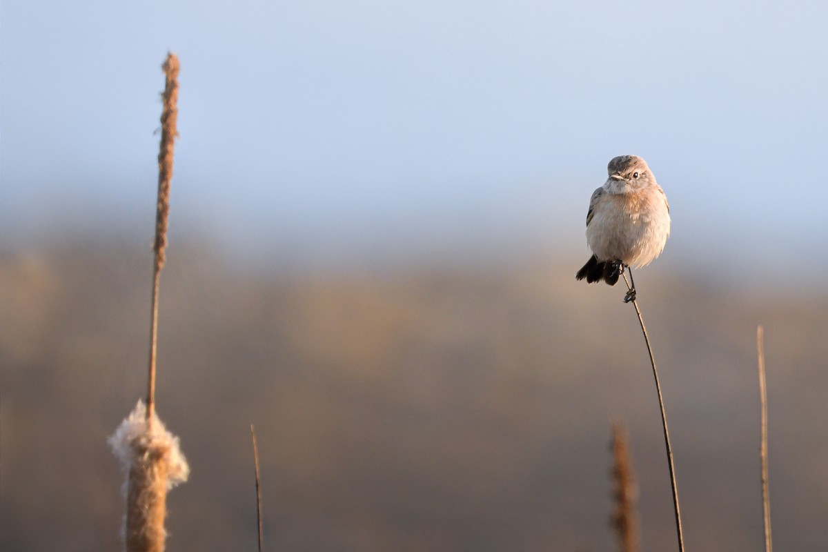 Siberian Stonechat - ML631876507
