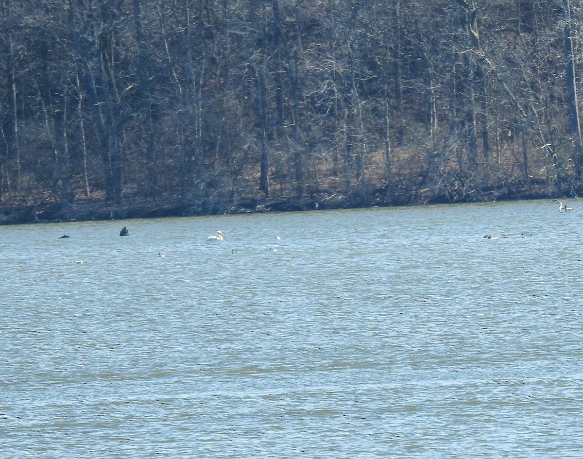 American White Pelican - ML631876511