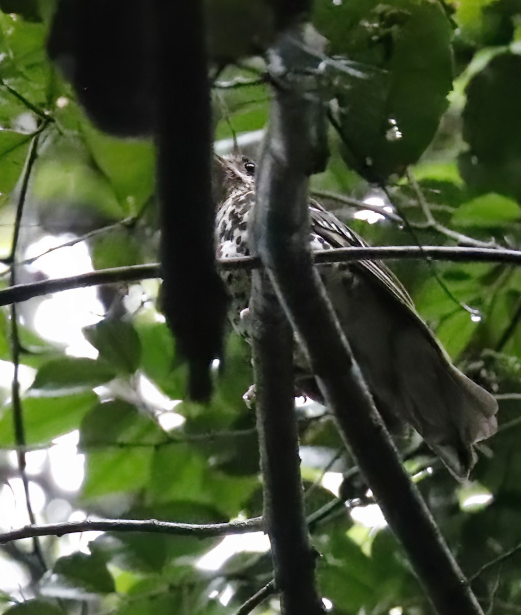 Spotted Ground-Thrush - ML631876519