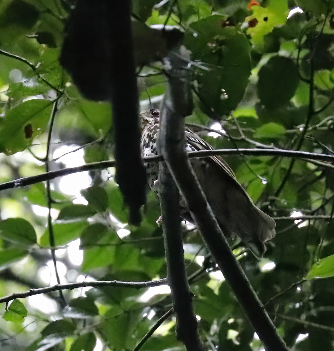 Spotted Ground-Thrush - ML631876520