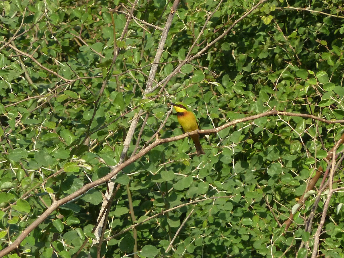 Little Bee-eater - ML631876533