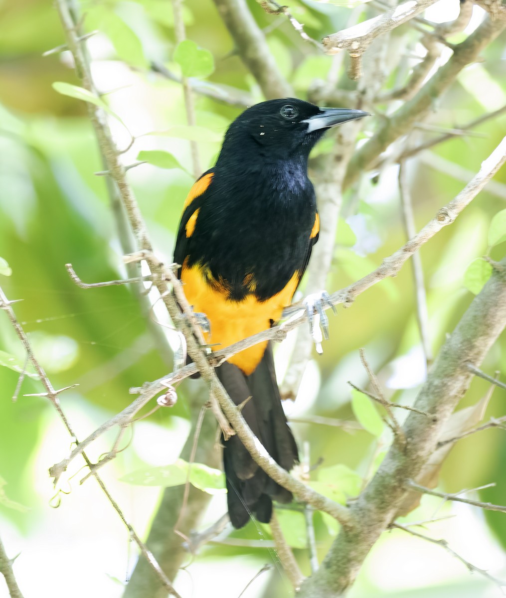St. Lucia Oriole - ML631876539
