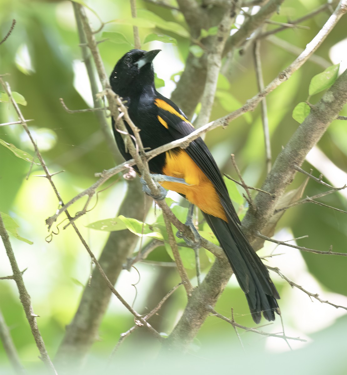 St. Lucia Oriole - ML631876542
