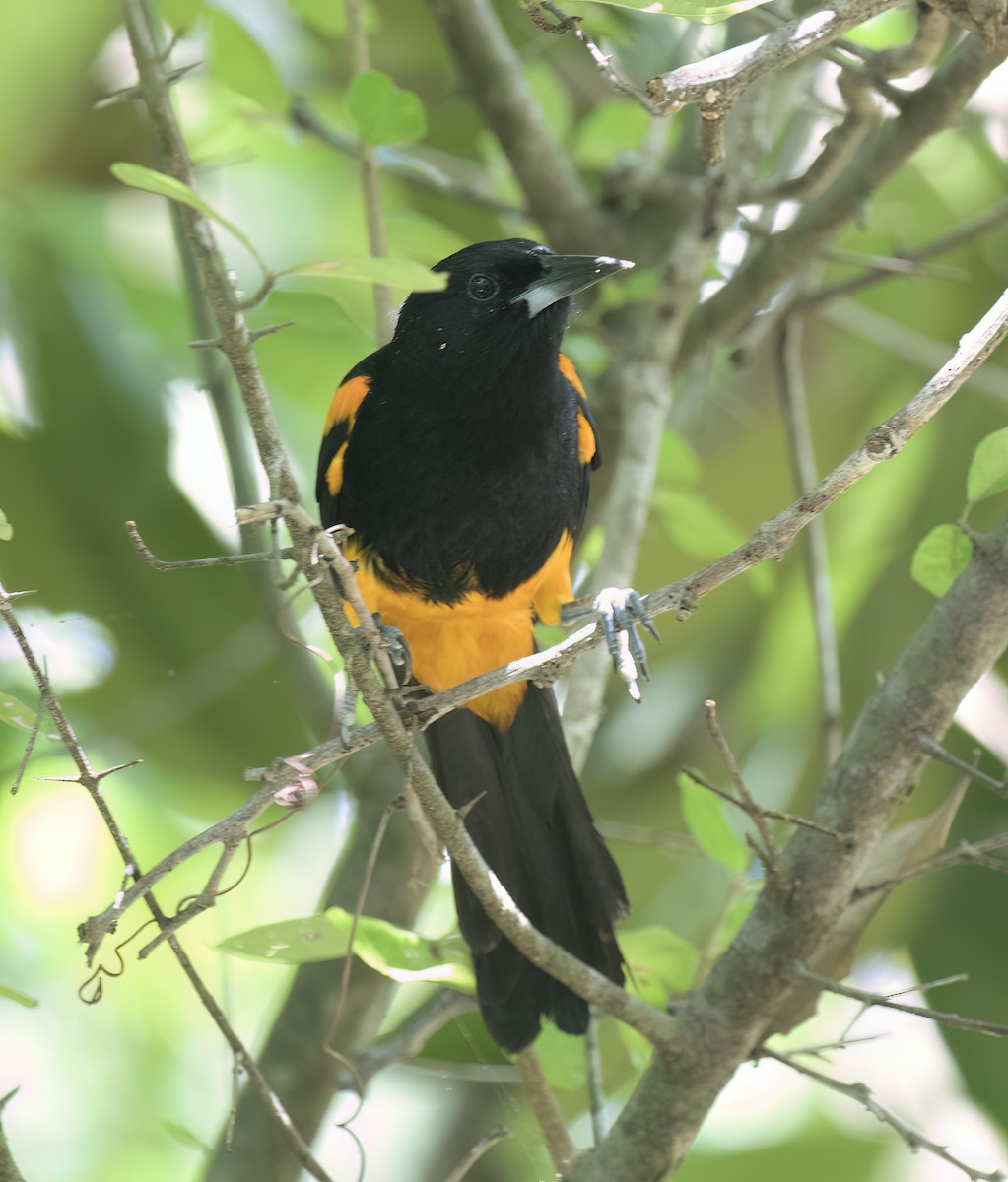 St. Lucia Oriole - ML631876543