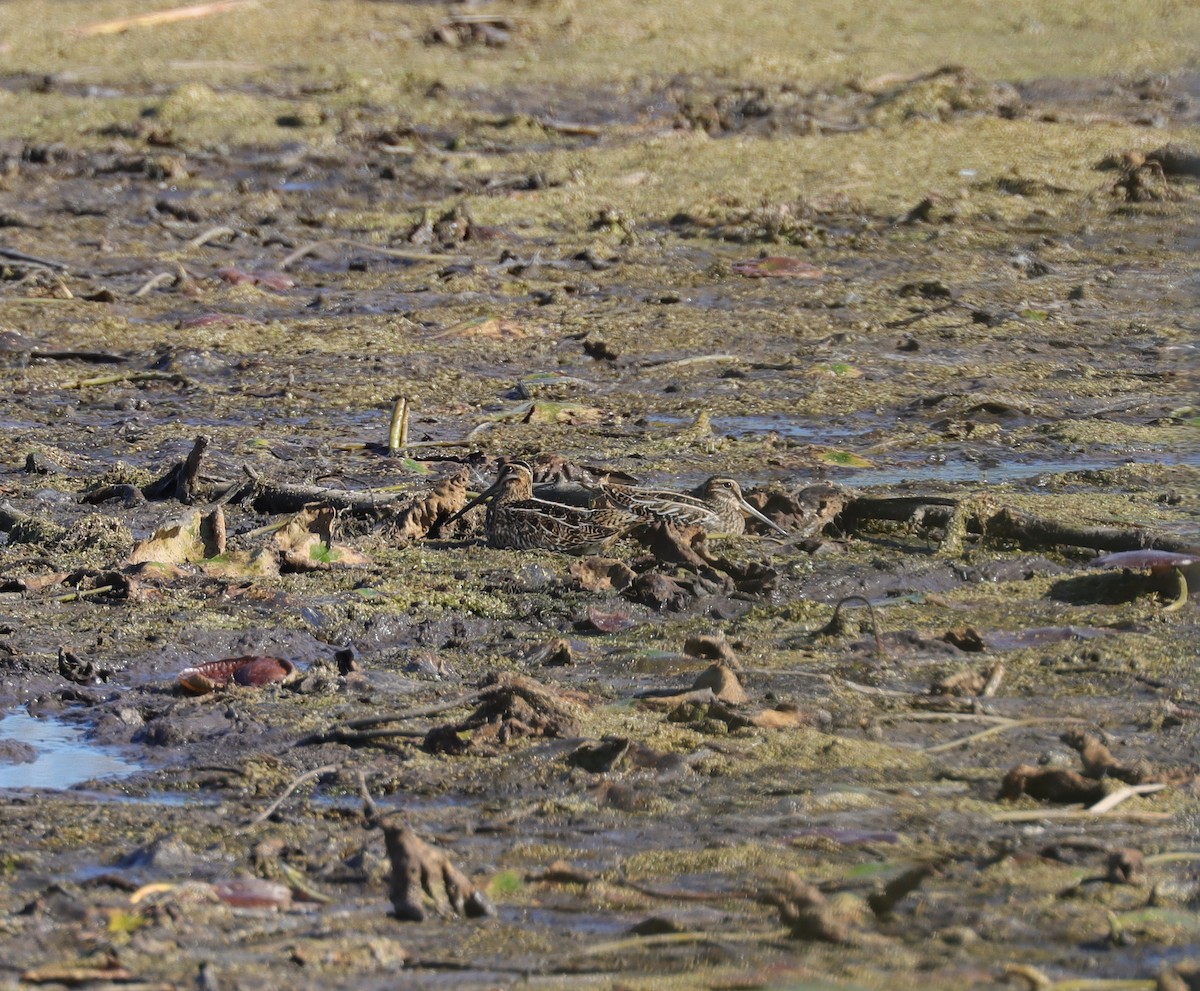 Wilson's Snipe - ML631876714