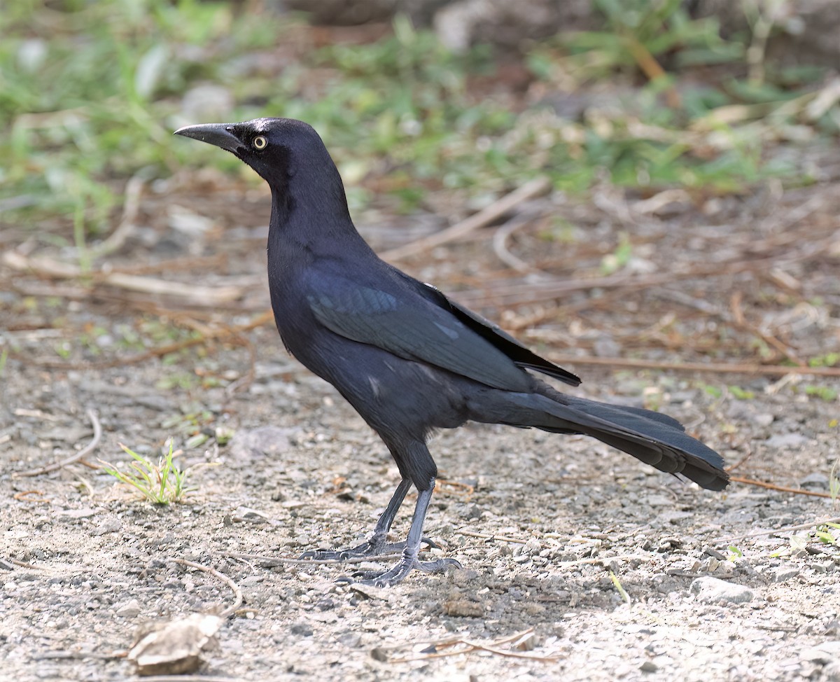 Carib Grackle - ML631876723