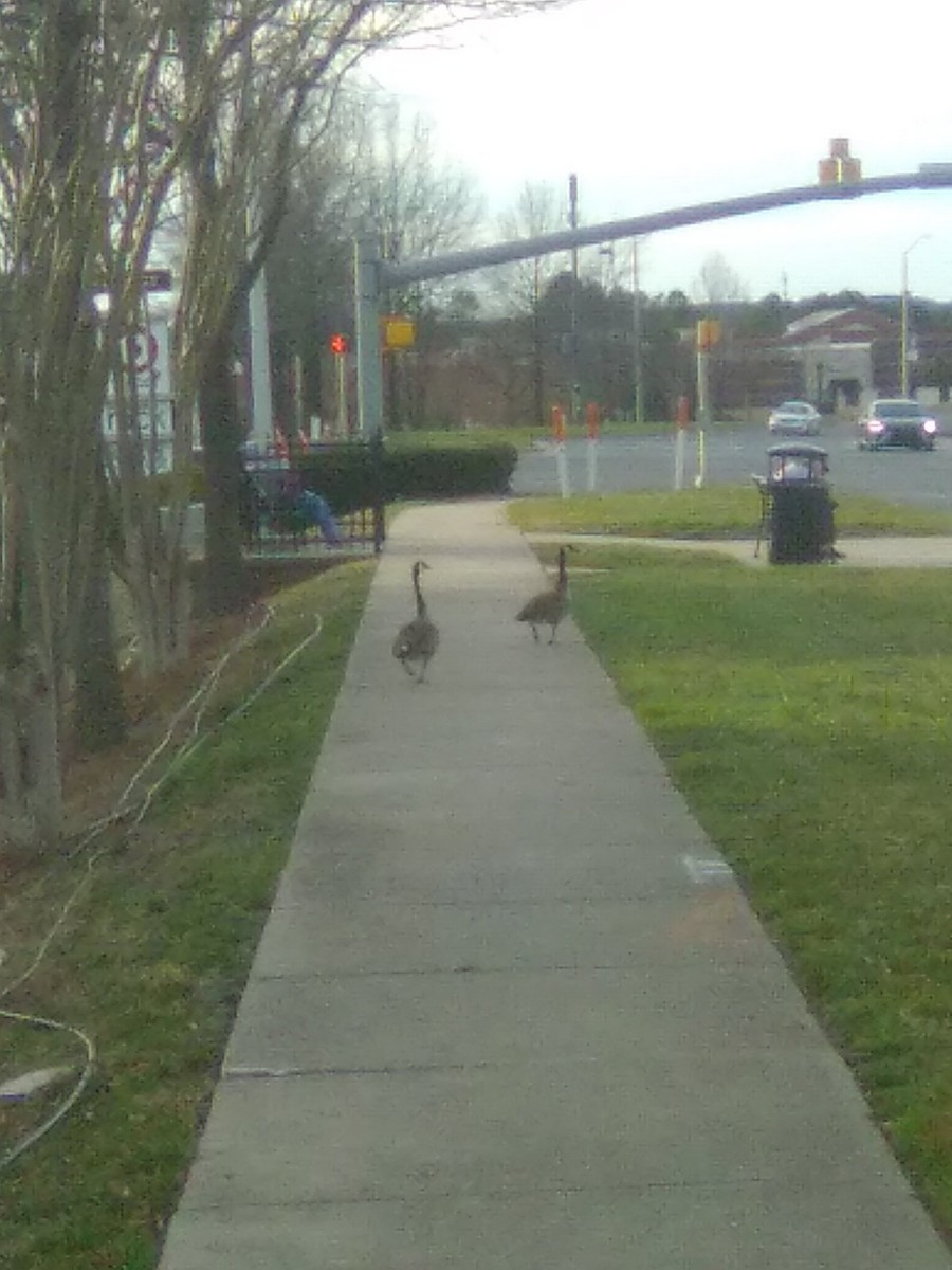 Canada Goose - ML631876777