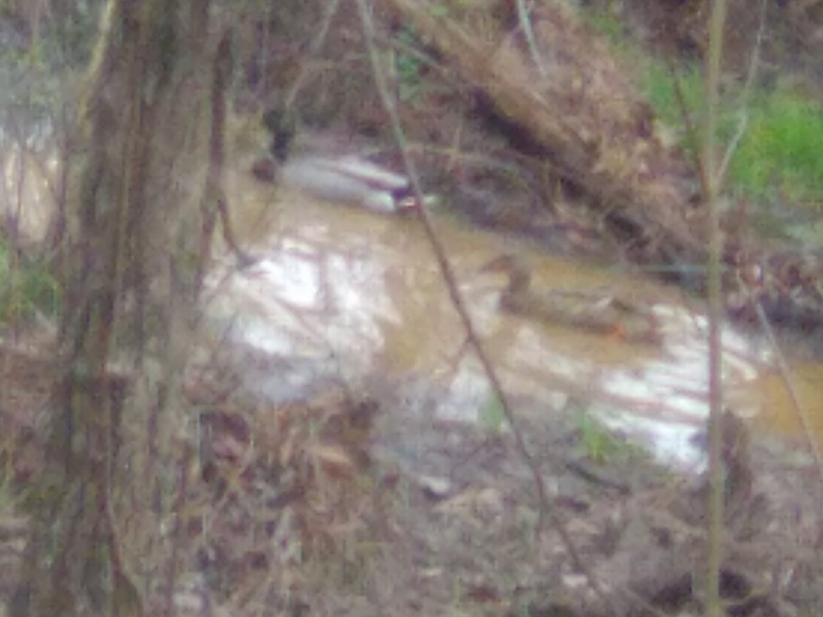 Mallard - ML631876791