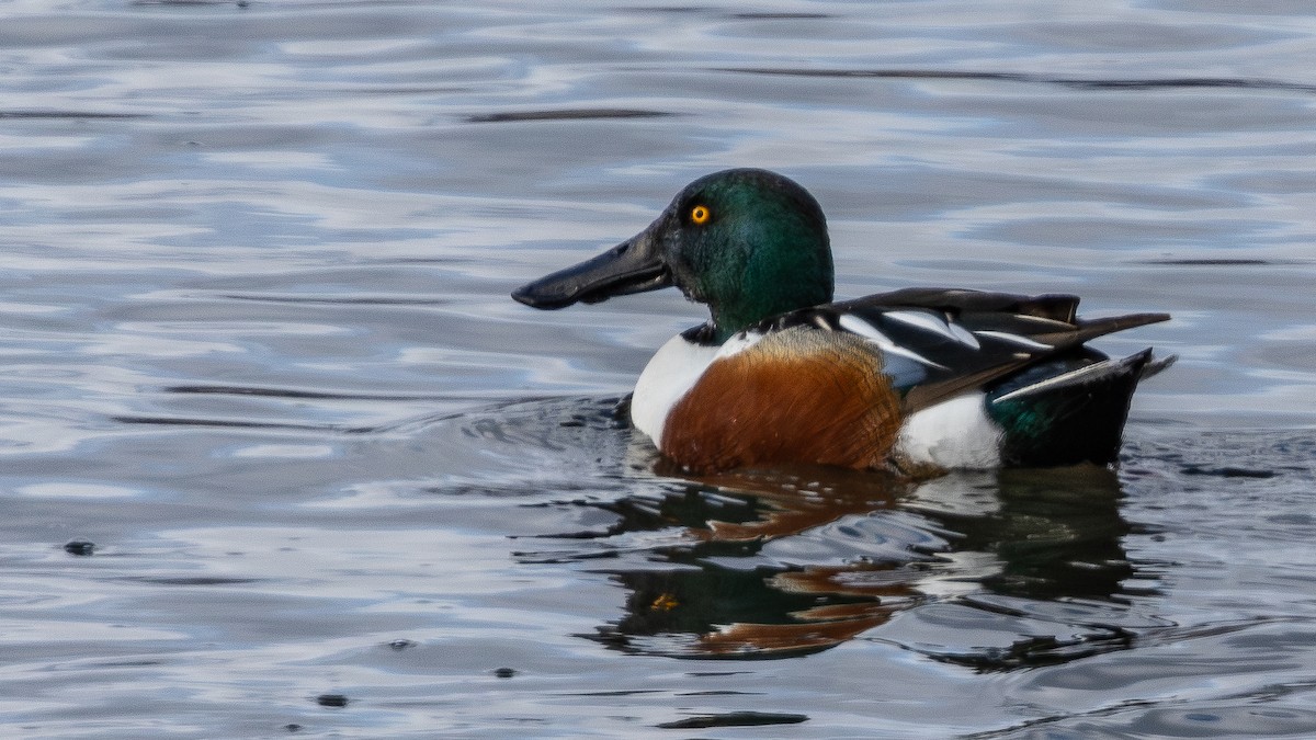 Халбага нугас - ML631876965