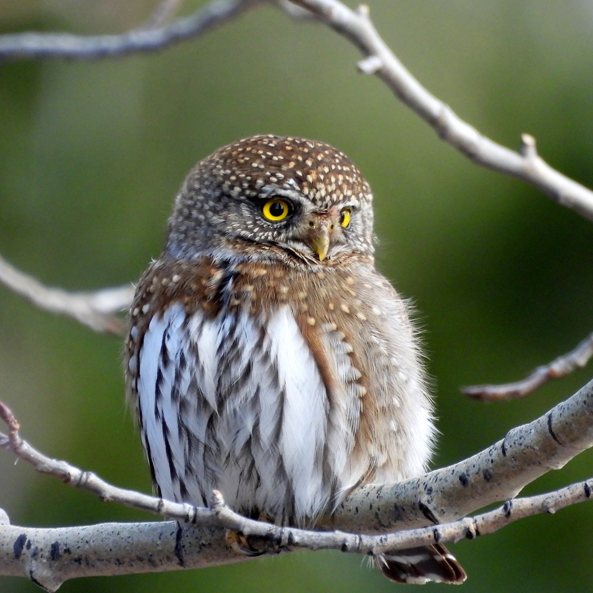 Northern Pygmy-Owl - ML631877023