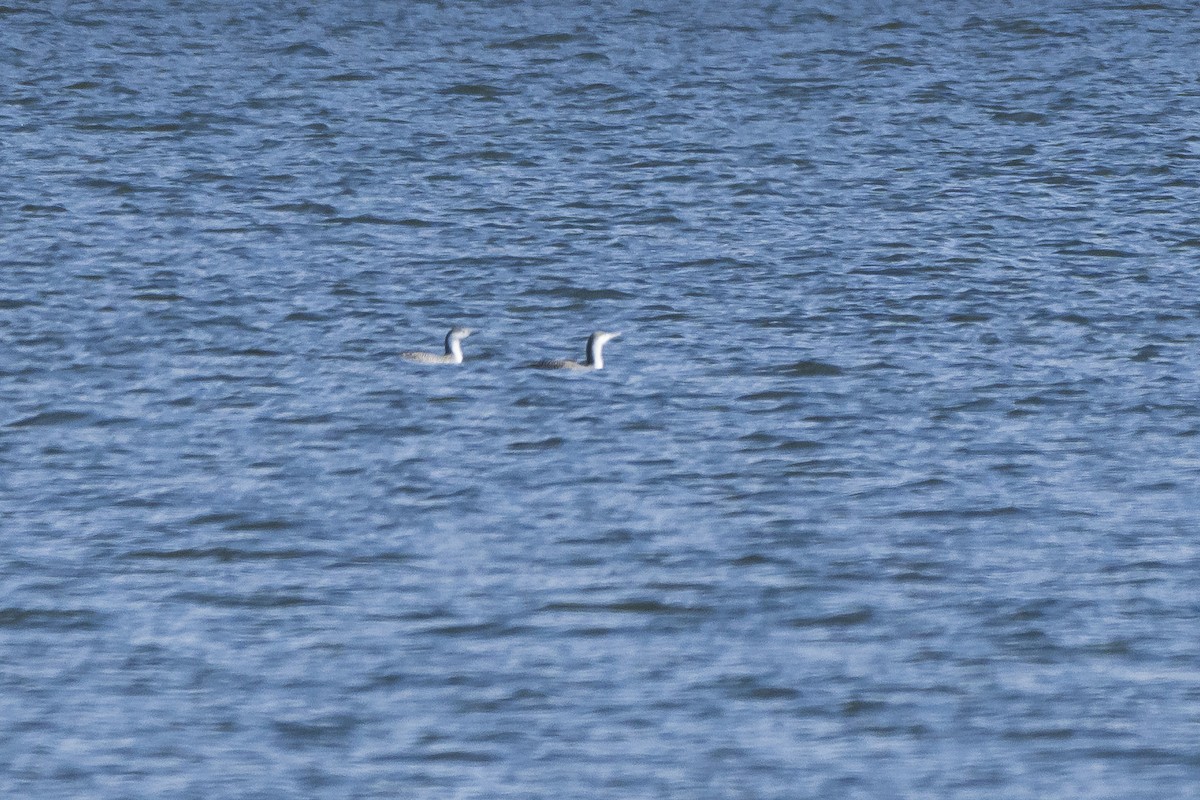 Red-throated Loon - ML631877223