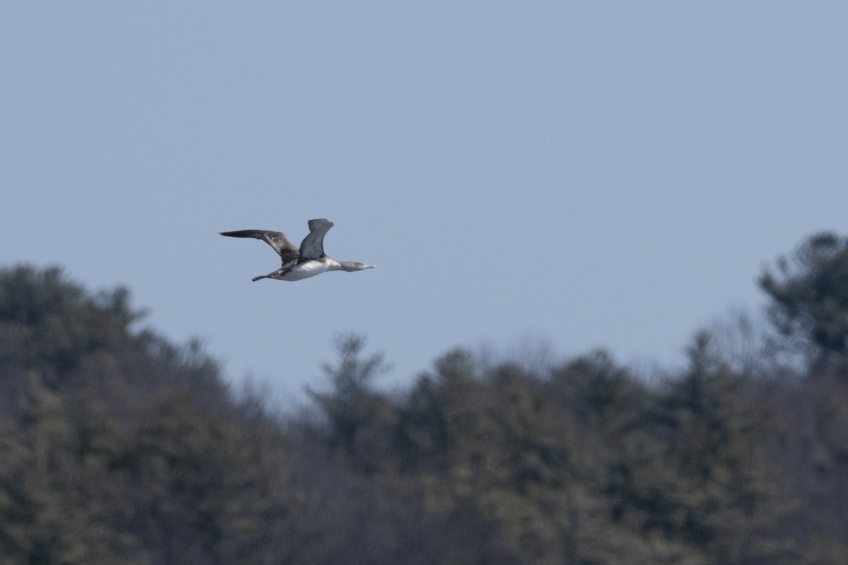 Red-throated Loon - ML631877224