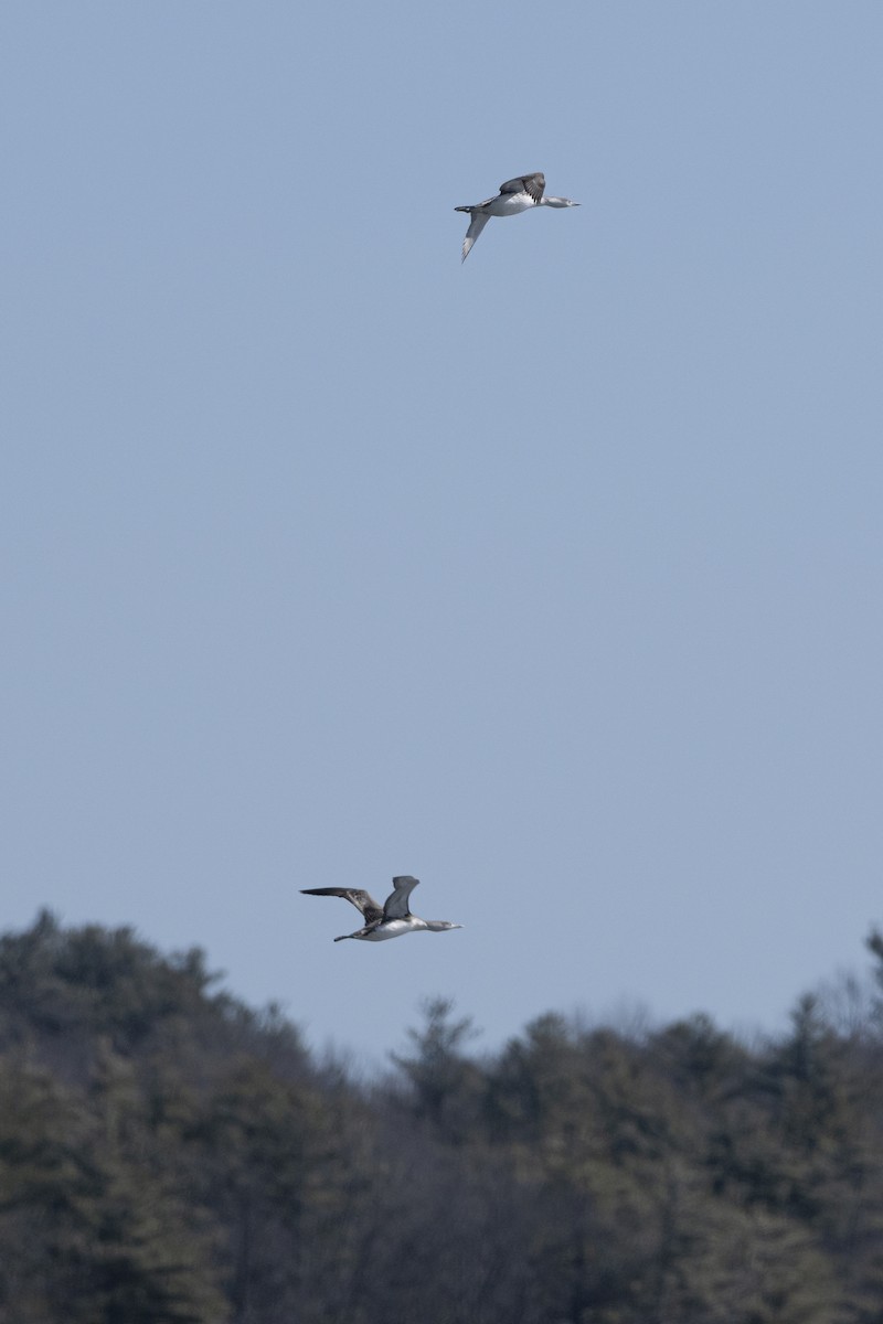 Red-throated Loon - ML631877225