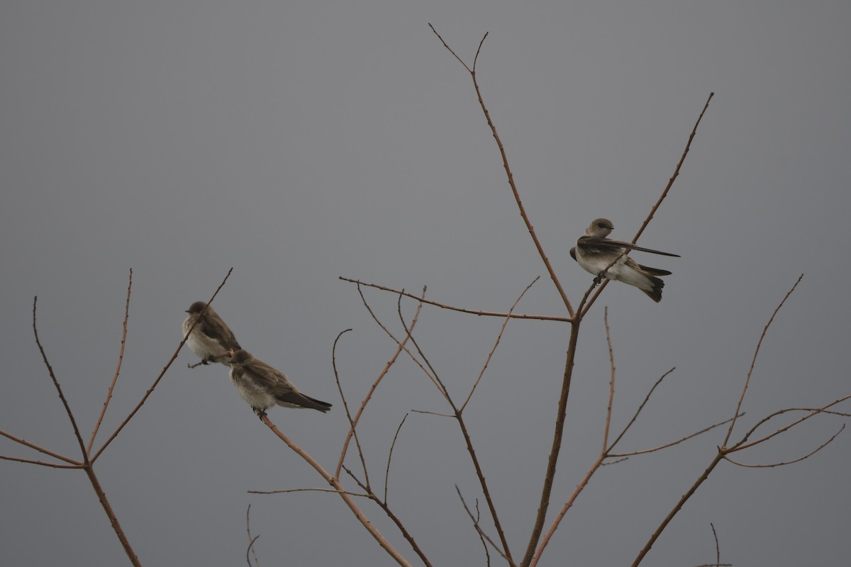 Northern Rough-winged Swallow - ML631877243