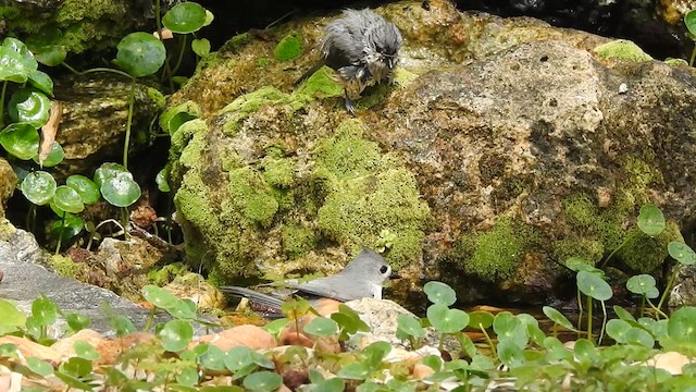 Tufted Titmouse - ML631877289