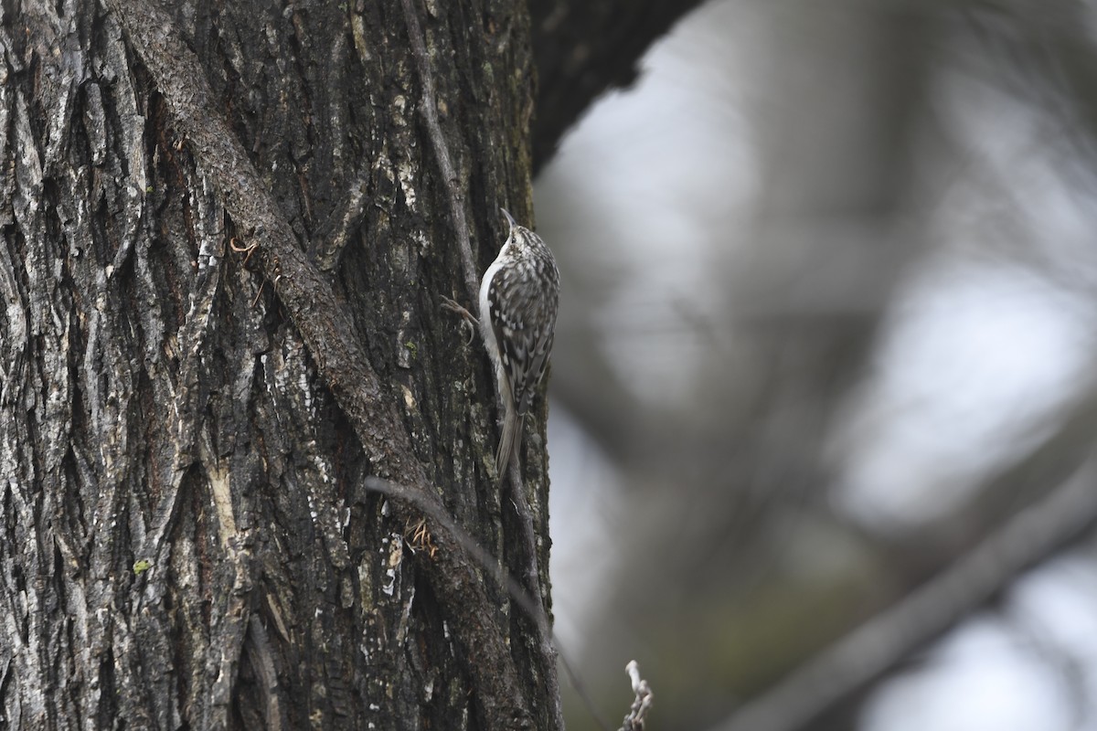 Brown Creeper - ML631877309