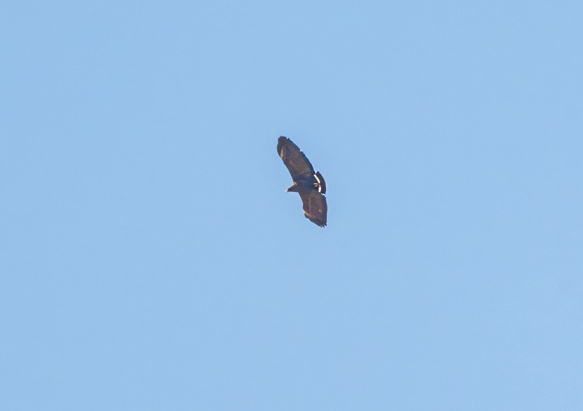 Common Black Hawk - ML631877384
