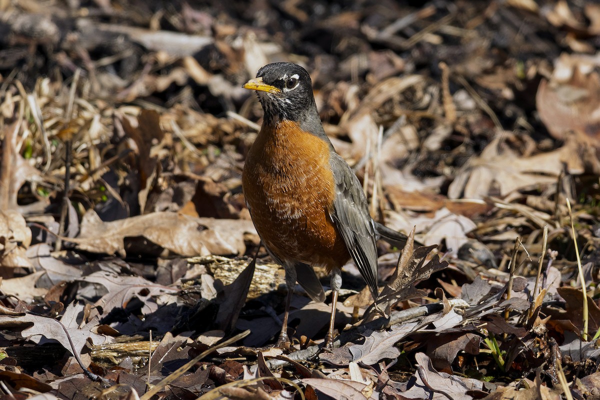 Wanderdrossel - ML631877448