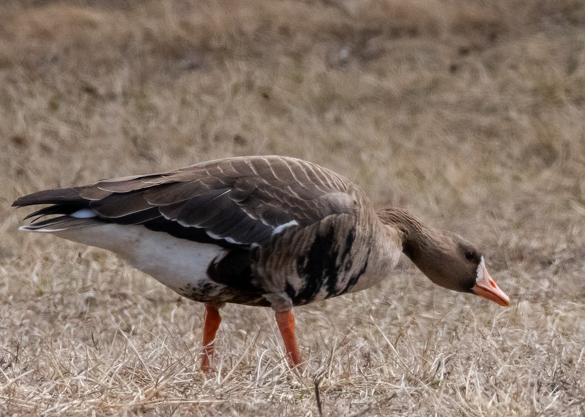 Greater White-fronted Goose - ML631877632