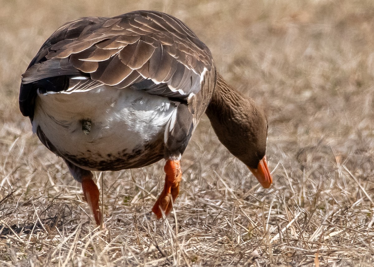 Greater White-fronted Goose - ML631877634