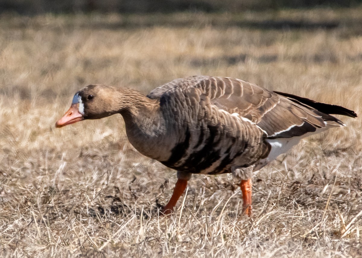 Greater White-fronted Goose - ML631877635