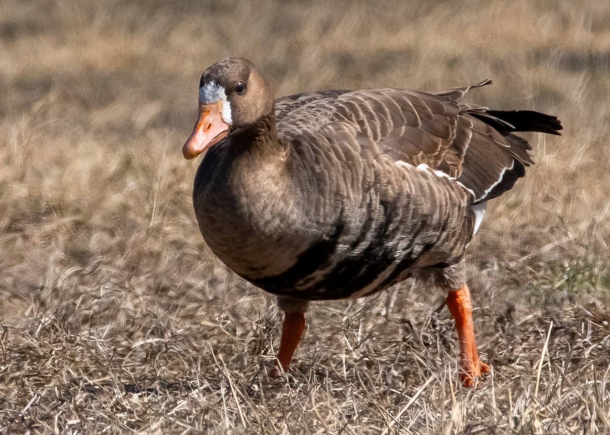 Greater White-fronted Goose - ML631877636