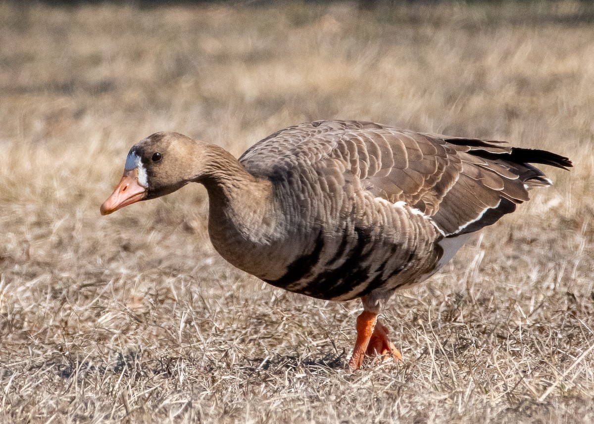 Greater White-fronted Goose - ML631877637