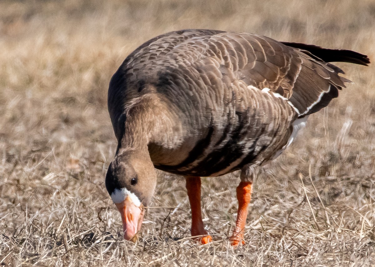 Greater White-fronted Goose - ML631877638