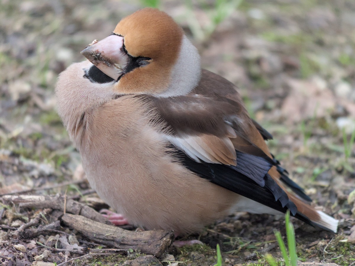 Hawfinch - ML631878238