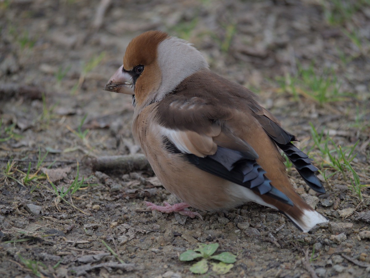 Hawfinch - ML631878239