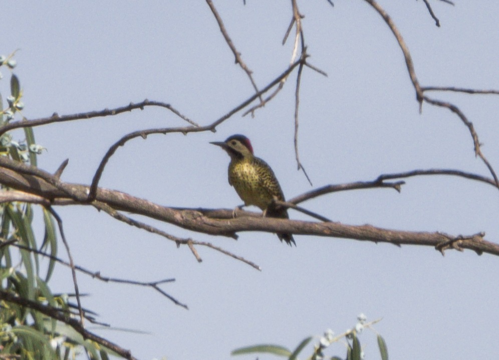 Green-barred Woodpecker - ML631878443