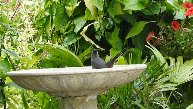 Gray Catbird - ML631878518